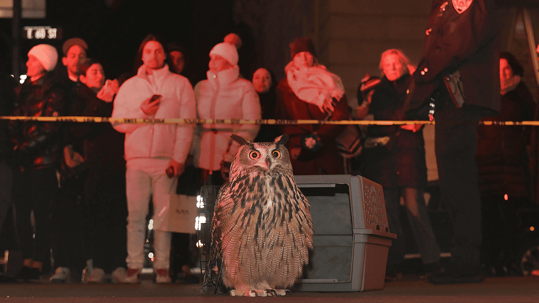 Wild Inside 1 Owl perched on the pavement in front of a gray computer-like machine, with a crowd watching behind yellow caution tape at night