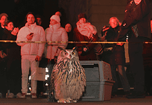 ‘Wild Inside’ a heartfelt animal doc of freedom, flight, found family Owl perched on the pavement in front of a gray computer-like machine, with a crowd watching behind yellow caution tape at night