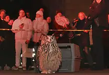 ‘Wild Inside’ a heartfelt animal doc of freedom, flight, found family Owl perched on the pavement in front of a gray computer-like machine, with a crowd watching behind yellow caution tape at night