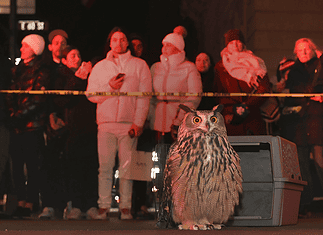 ‘Wild Inside’ a heartfelt animal doc of freedom, flight, found family Owl perched on the pavement in front of a gray computer-like machine, with a crowd watching behind yellow caution tape at night