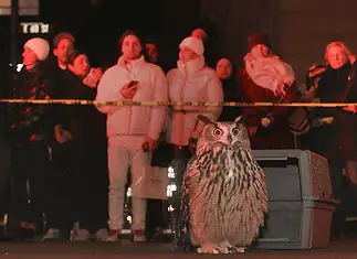 ‘Wild Inside’ a heartfelt animal doc of freedom, flight, found family Owl perched on the pavement in front of a gray computer-like machine, with a crowd watching behind yellow caution tape at night