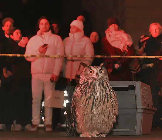‘Wild Inside’ a heartfelt animal doc of freedom, flight, found family Owl perched on the pavement in front of a gray computer-like machine, with a crowd watching behind yellow caution tape at night