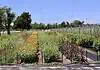 Ralph’s Ranch wins zoning fight, but challenges remain for small farms