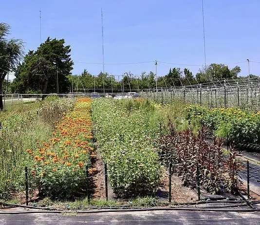 Ralph’s Ranch wins zoning fight, but challenges remain for small farms