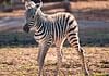 PRESS RELEASE: OKC Zoo announces birth of female Plains zebra foal, Astra