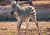 PRESS RELEASE: OKC Zoo announces birth of female Plains zebra foal, Astra