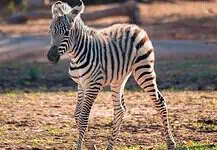 PRESS RELEASE: OKC Zoo announces birth of female Plains zebra foal, Astra